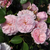 Pink - Ground cover rose - Blush™